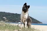 AKITA AMERICAIN 088